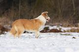 BORDER COLLIE 1201